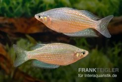 Rawa-Biru-Regenbogenfisch, Melanotaenia Cf. Splendida Rubrostriata "Rawa Biru" , 5 Tiere -Aquariumladen = das Beste. Melanotaenia cf splendida rubrostriata Rawa Biru 17