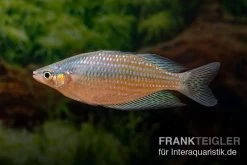Rawa-Biru-Regenbogenfisch, Melanotaenia Cf. Splendida Rubrostriata "Rawa Biru" , 5 Tiere -Aquariumladen = das Beste. Melanotaenia cf splendida rubrostriata Rawa Biru 19