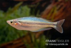 Aru-Regenbogenfisch, Melanotaenia Picta, 5 Tiere -Aquariumladen = das Beste. Melanotaenia picta 2