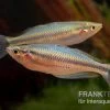 Aru-Regenbogenfisch, Melanotaenia Picta, 5 Tiere -Aquariumladen = das Beste. Melanotaenia picta Aru Regenbogenfisch