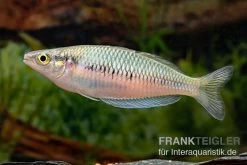 Sikuensis-Regenbogenfisch, Melanotaenia Sikuensis, 5 Tiere -Aquariumladen = das Beste. Melanotaenia sp Isim 21