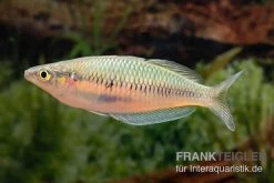 Sikuensis-Regenbogenfisch, Melanotaenia Sikuensis, 5 Tiere -Aquariumladen = das Beste. Melanotaenia sp Isim 23