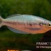 Sikuensis-Regenbogenfisch, Melanotaenia Sikuensis, 5 Tiere -Aquariumladen = das Beste. Melanotaenia sp Isim Melanotaenia sikuensis