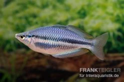 Hapgood-River-Regenbogenfisch, Melanotaenia Trifasciata "Hapgood River" 5 Tiere -Aquariumladen = das Beste. Melanotaenia trifasciata Hapgood River 37