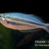 Hapgood-River-Regenbogenfisch, Melanotaenia Trifasciata "Hapgood River" 5 Tiere -Aquariumladen = das Beste. Melanotaenia trifasciata Hapgood River 38