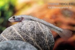 Mindanaoensis-Grundel, Lentipes Mindanaoensis, 1 Paar -Aquariumladen = das Beste. Mindanaoensis Grundel Lentipes mindanaoensis female 1