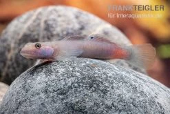 Mindanaoensis-Grundel, Lentipes Mindanaoensis, 1 Paar -Aquariumladen = das Beste. Mindanaoensis Grundel Lentipes mindanaoensis male 2