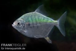 Mühlsteinsalmler, Myleus Setiger -Aquariumladen = das Beste. Muehlsteinsalmler Myleus setiger 3