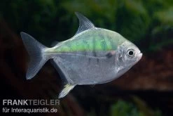 Mühlsteinsalmler, Myleus Setiger -Aquariumladen = das Beste. Muehlsteinsalmler Myleus setiger 5