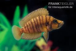 Nanderbuntbarsch Kigoma, Altolamprologus Compressiceps Kigoma