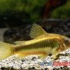"Neon Gold Stripe"-Panzerwels, Corydoras Sp. "Neon Gold Stripe" (CW10) -Aquariumladen = das Beste. Neon Gold Stripe Panzerwels Corydoras sp Neon Gold Stripe CW10 2