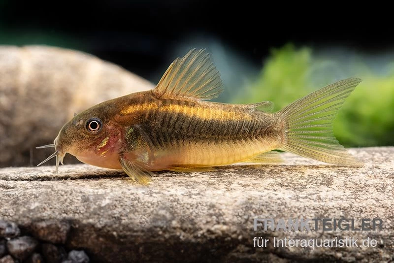 "Neon Gold Stripe"-Panzerwels, Corydoras Sp. "Neon Gold Stripe" (CW10) 6 "Neon Gold Stripe"-Panzerwels, Corydoras Sp. "Neon Gold Stripe" (CW10) – Bild 4