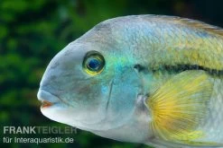 Nicaraguabuntbarsch, (ex. Cichlasoma) Nicaraguense 7 Nicaraguabuntbarsch, (ex. Cichlasoma) Nicaraguense -Aquariumladen = das Beste. Nicaraguabuntbarsch Cichlasoma nicaraguense 2