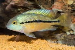 Nicaraguabuntbarsch, (ex. Cichlasoma) Nicaraguense 8 Nicaraguabuntbarsch, (ex. Cichlasoma) Nicaraguense -Aquariumladen = das Beste. Nicaraguabuntbarsch Cichlasoma nicaraguense neu 1