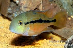 Nicaraguabuntbarsch, (ex. Cichlasoma) Nicaraguense 9 Nicaraguabuntbarsch, (ex. Cichlasoma) Nicaraguense -Aquariumladen = das Beste. Nicaraguabuntbarsch Cichlasoma nicaraguense neu 2