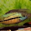 Nicaraguabuntbarsch, (ex. Cichlasoma) Nicaraguense 2 Nicaraguabuntbarsch, (ex. Cichlasoma) Nicaraguense -Aquariumladen = das Beste. Nicaraguabuntbarsch Cichlasoma nicaraguense neu 4
