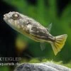 Nilkugelfisch, Tetraodon Fahaka (lineatus) -Aquariumladen = das Beste. Nilkugelfisch Tetraodon fahaka lineatus