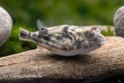 Nilkugelfisch, Tetraodon Fahaka (lineatus) -Aquariumladen = das Beste. Nilkugelfisch Tetraodon fahaka lineatus 1