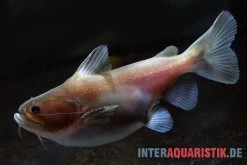 Oger-Wels, Asterophysus Batrachus 7 Oger-Wels, Asterophysus Batrachus -Aquariumladen = das Beste. Oger Wels Asterophysus batrachus 1