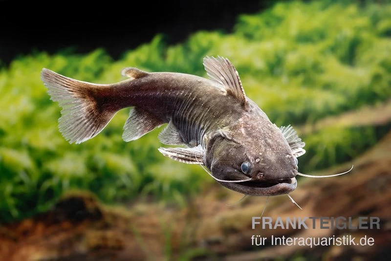 Oger-Wels, Asterophysus Batrachus 4 Oger-Wels, Asterophysus Batrachus – Bild 2