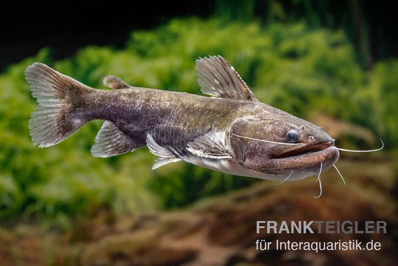 Oger-Wels, Asterophysus Batrachus 3 Oger-Wels, Asterophysus Batrachus