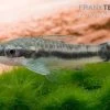 Bundle: 6x Ohrgitterharnischwels, Otocinclus Affinis (6 Stück) -Aquariumladen = das Beste. Ohrgitterharnischwels Otocinclus affinis 1