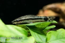 Bundle: 6x Ohrgitterharnischwels, Otocinclus Affinis (6 Stück) 7 Bundle: 6x Ohrgitterharnischwels, Otocinclus Affinis (6 Stück) -Aquariumladen = das Beste. Ohrgitterharnischwels Otocinclus affinis 3