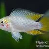 Opal-Apistogramma, Apistogramma Borelli "Opal", Paarweise -Aquariumladen = das Beste. Opal Apistogramma Apistogramma borelli Opal