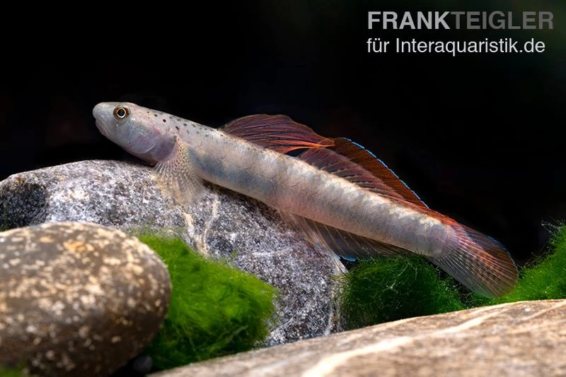 Orangeflossen-Grundel, Stiphodon Maculidorsalis, 1 Paar 3 Orangeflossen-Grundel, Stiphodon Maculidorsalis, 1 Paar