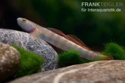 Orangeflossen-Grundel, Stiphodon Maculidorsalis, 1 Paar 7 Orangeflossen-Grundel, Stiphodon Maculidorsalis, 1 Paar -Aquariumladen = das Beste. Orangeflossen Grundel Stiphodon maculidorsalis 2