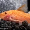 Oranger Schmerlenpanzerwels, Aspidoras Sp. C125 Orange, DNZ -Aquariumladen = das Beste. Oranger Schmerlenpanzerwels Aspidoras sp C125 orange 1