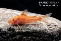 Oranger Schmerlenpanzerwels, Aspidoras Sp. C125 Orange, DNZ -Aquariumladen = das Beste. Oranger Schmerlenpanzerwels Aspidoras sp C125 orange 2