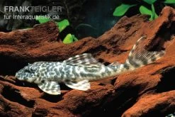 Orinoko-Saugwels, Peckoltia Lujani "L127"