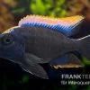 Black-orange-dorsale-Buntbarsch, Otopharynx Spec. Black Orange Dorsale -Aquariumladen = das Beste. Otopharynx spec Black Orange Dorsale 5 FSWFT2641
