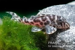 Ozelot-Harnischwels, Hypancistrus Spec. L174, 3-4 Cm -Aquariumladen = das Beste. Ozelot Harnischwels Hypancistrus spec L174 3