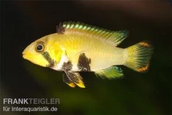 Panda-Zwergbuntbarsch, Apistogramma Nijsseni, Paarweise 5 Panda-Zwergbuntbarsch, Apistogramma Nijsseni, Paarweise -Aquariumladen = das Beste. Pandazwergbuntbarsch Apistogramma nijsseni 2