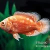 Pfauenaugenbuntbarsch "Albino Red Nemo", Astronotus Ocellatus -Aquariumladen = das Beste. Pfauenaugenbuntbarsch Albino Red Nemo Astronotus ocellatus 1