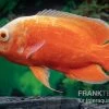 Pfauenaugenbuntbarsch "Red Chili", Astronotus Ocellatus -Aquariumladen = das Beste. Pfauenaugenbuntbarsch Red Chili Astronotus ocellatus 1