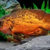 Pfauenaugenbuntbarsch "Smooth Red", Astronotus Ocellatus "Smooth Red" -Aquariumladen = das Beste. Pfauenaugenbuntbarsch Smooth Red Astronotus ocellatus 1
