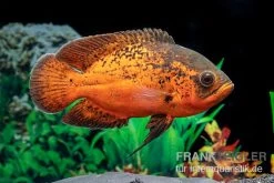 Pfauenaugenbuntbarsch "Smooth Red", Astronotus Ocellatus "Smooth Red" -Aquariumladen = das Beste. Pfauenaugenbuntbarsch Smooth Red Astronotus ocellatus 2