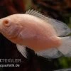 Albino Oscar, Pfauenaugenbuntbarsch, Astronotus Ocellatus 2 Albino Oscar, Pfauenaugenbuntbarsch, Astronotus Ocellatus -Aquariumladen = das Beste. Pfauenaugenbuntbarsch albino Astronotus ocellatus 1