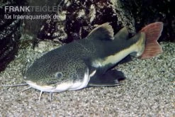 Rotflossen-Antennenwels, Phractocephalus Hemioliopterus (NUR Für Großaquarien)