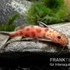 Pinker Kuckucks-Fiederbartwels, Synodontis Petricola "Pink" 2 Pinker Kuckucks-Fiederbartwels, Synodontis Petricola "Pink" -Aquariumladen = das Beste. Pinker Kuckucks Fiederbartwels Synodontis petricola Pink 1