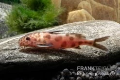 Pinker Kuckucks-Fiederbartwels, Synodontis Petricola "Pink" -Aquariumladen = das Beste. Pinker Kuckucks Fiederbartwels Synodontis petricola Pink 2