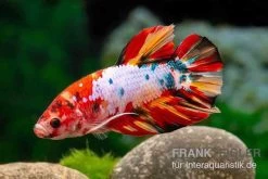 Plakat Kampffisch Candy, Männchen, Betta Splendens