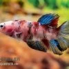 Plakat Kampffisch Koi, Männchen, Betta Splendens -Aquariumladen = das Beste. Plakat Kampffisch Koi Betta Plakat Koi Maennchen 1