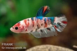 Plakat Kampffisch Koi, Männchen, Betta Splendens -Aquariumladen = das Beste. Plakat Kampffisch Koi Betta Plakat Koi Maennchen 3
