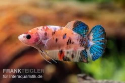 Plakat Kampffisch Koi, Männchen, Betta Splendens -Aquariumladen = das Beste. Plakat Kampffisch Koi Betta Plakat Koi Weibchen 3