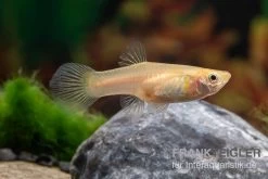 Golden Lace Sword Guppy, Poecilia Reticulata 5 Golden Lace Sword Guppy, Poecilia Reticulata -Aquariumladen = das Beste. Poecilia reticulata Golden Lace Sword