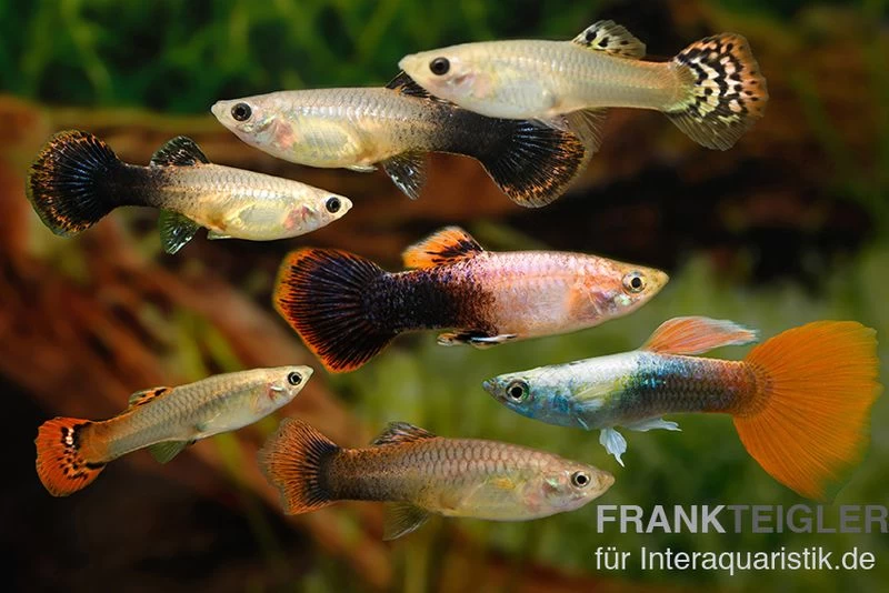 Guppy Zucht-Mix 2, Poecilia Reticulata, 2M 5W 3 Guppy Zucht-Mix 2, Poecilia Reticulata, 2M 5W